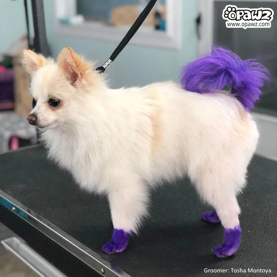Permanent Dog Hair Dye Chic Violet 8oz by Opawz
