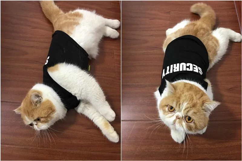 Security Vest
